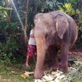 El elefante estaba deprimido y no quería vivir hasta que conoció a un nuevo amigo