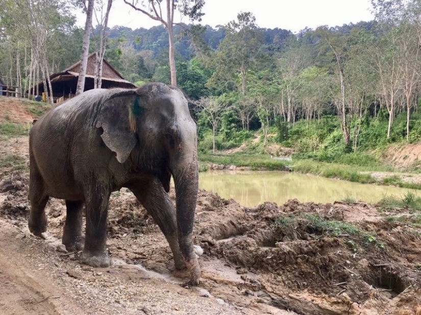 El elefante estaba deprimido y no quería vivir hasta que conoció a un nuevo amigo