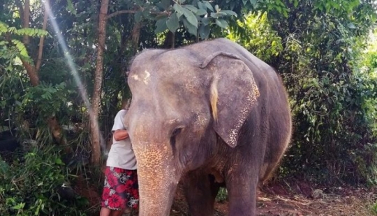 El elefante estaba deprimido y no quería vivir hasta que conoció a un nuevo amigo