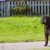 El estafador fingió su muerte, pero fue entregada por un caniche negro