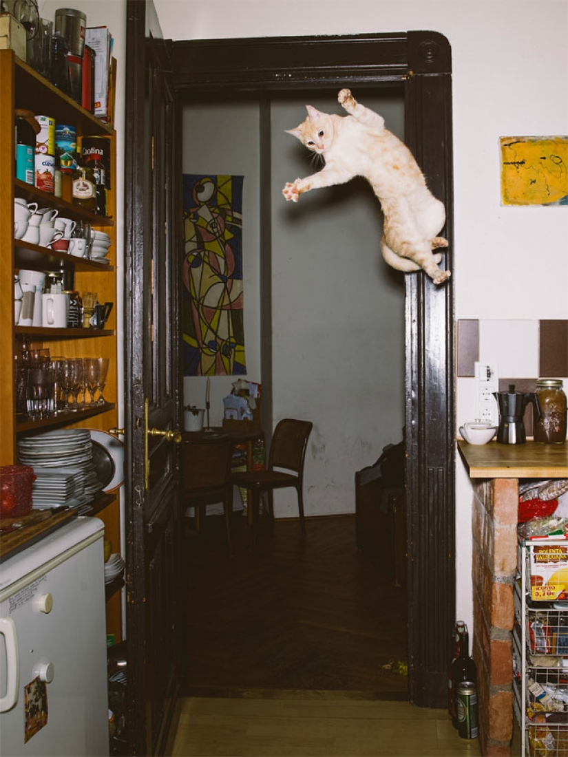 El fotógrafo austríaco toma un vuelo de gatos