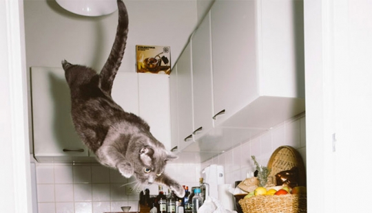 El fotógrafo austríaco toma un vuelo de gatos