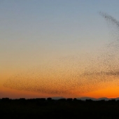 El fotógrafo tomó accidentalmente una foto única y la notó solo en casa