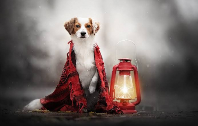 El inventor del reino unido ha creado una lámpara de la calle que se ejecuta en la Caca de perro