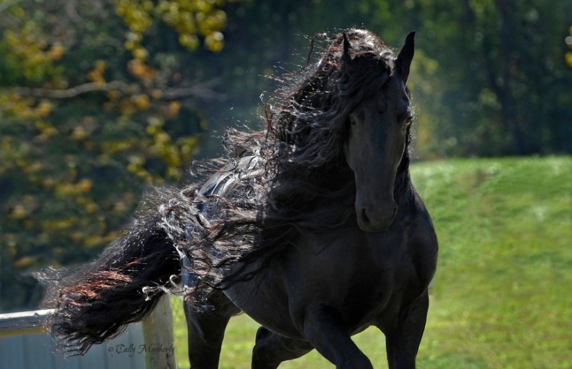 El más hermoso caballo en el mundo — el semental negro de Federico el Grande