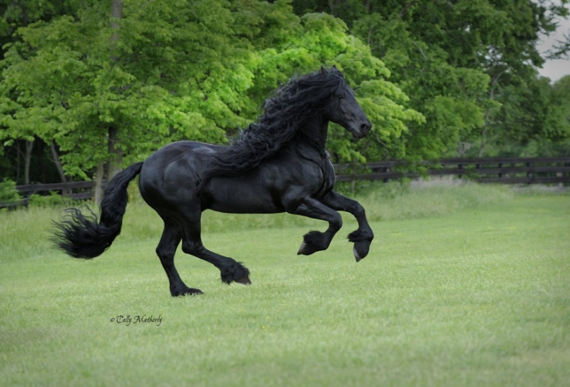 El más hermoso caballo en el mundo — el semental negro de Federico el Grande