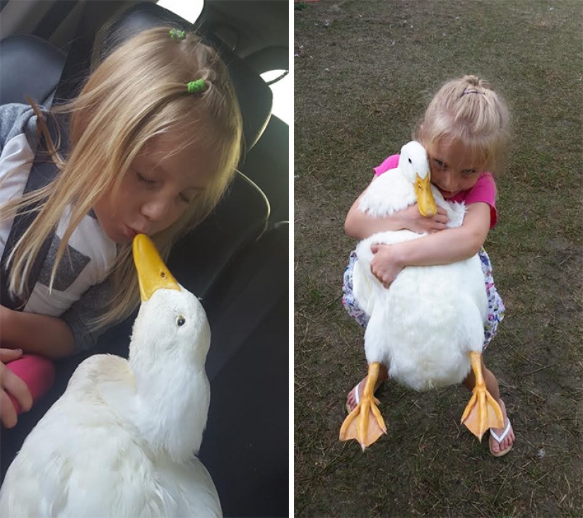 El pato considera que una niña de 5 años es su madre