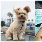 El peludo estrellas de Instagram: Mascotas, que los propietarios de ganar en las redes sociales un montón de dinero