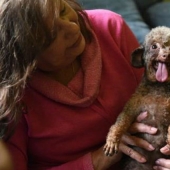 El perro pasó toda su vida en el sótano y ahora Narada vida