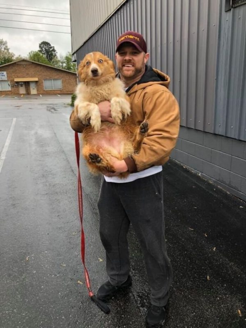 El perro que salvó a la familia durante el tornado, regresó a casa después de dos meses