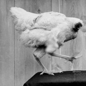 El pollo sin cabeza Mike