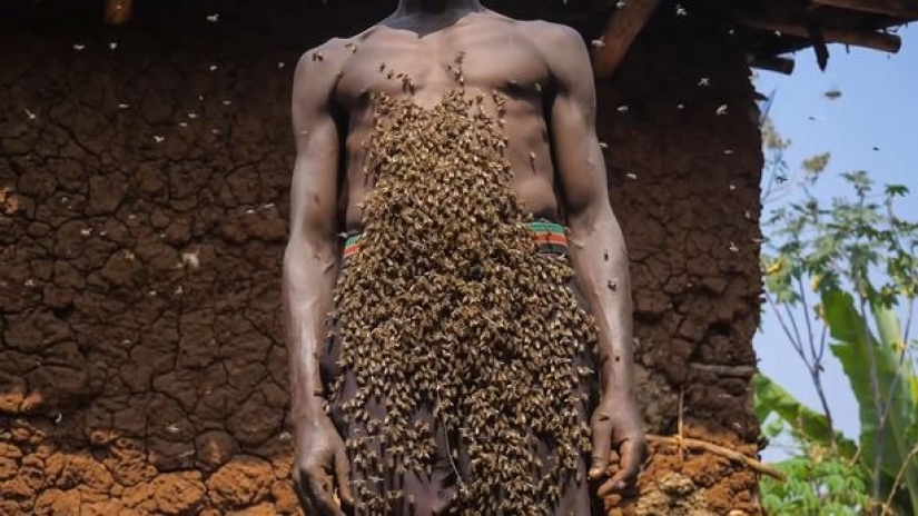 El Rey de las abejas es un africano que no le teme a los insectos picantes