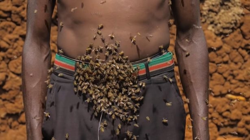 El Rey de las abejas es un africano que no le teme a los insectos picantes