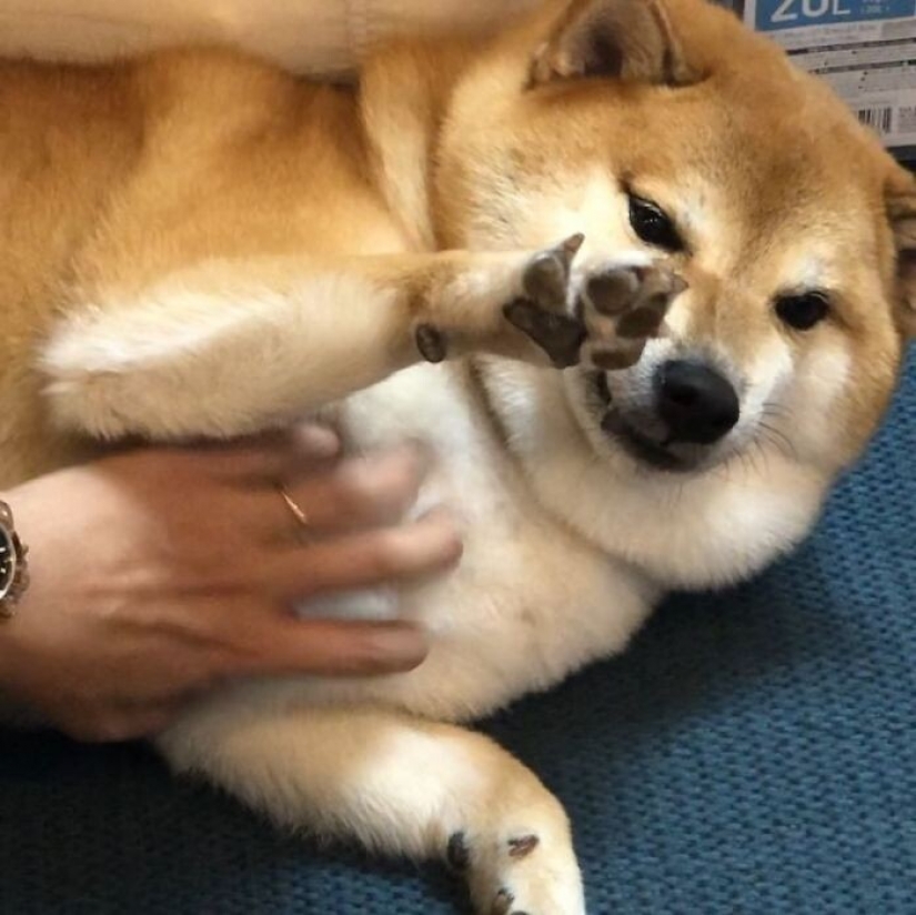 Emocional Shiba inu se convirtió en una estrella de memes sobre la diferencia de las generaciones