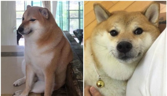 Emocional Shiba inu se convirtió en una estrella de memes sobre la diferencia de las generaciones