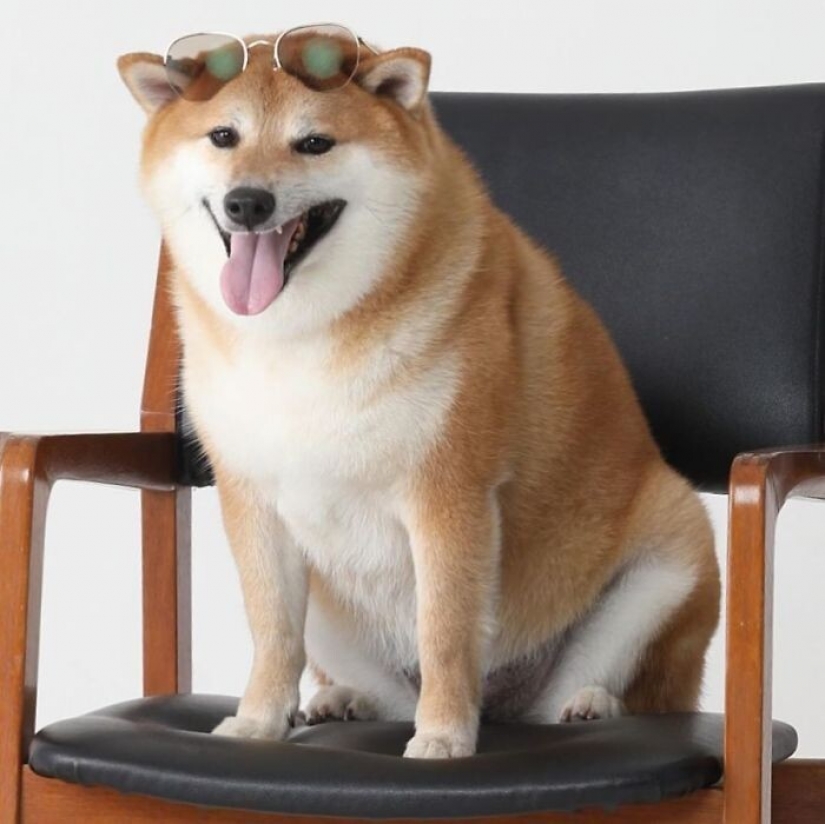 Emotional Shiba inu became a star of memes about the difference generations