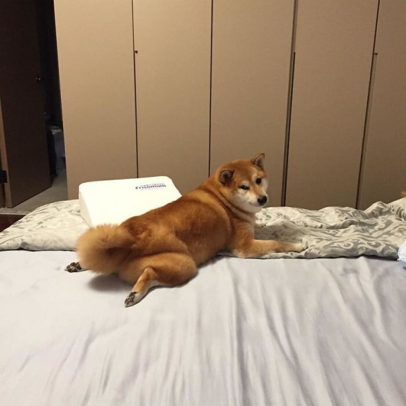 Emotional Shiba inu became a star of memes about the difference generations