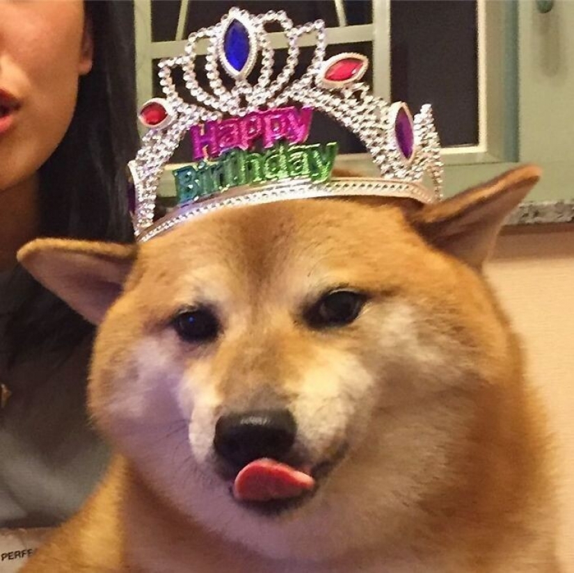 Emotional Shiba inu became a star of memes about the difference generations