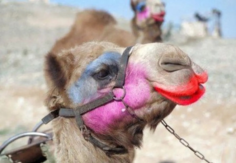 En Arabia Saudita, los camellos en un concurso de belleza fueron descalificados debido al botox