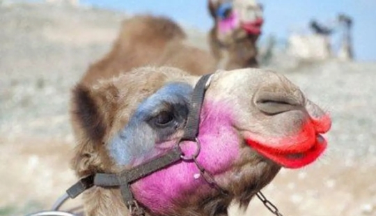 En Arabia Saudita, los camellos en un concurso de belleza fueron descalificados debido al botox