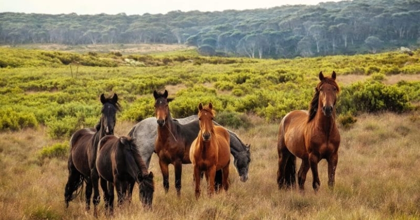 En Australia, van a matar a 11 mil caballos para salvar la naturaleza