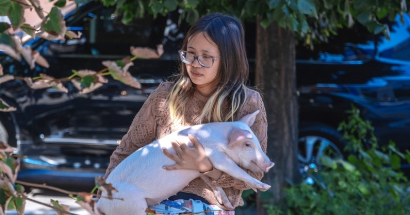 En Dnipro, un huésped de los Estados Unidos mantuvo un ternero y un cerdo en un apartamento alquilado