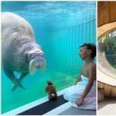 En el Belga zoológico abrió habitaciones con vistas a los animales salvajes