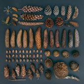 En el orden de las cosas