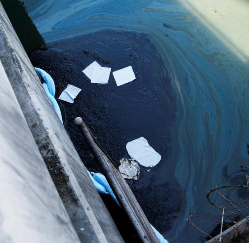 En fotos: el derrame de petróleo de California mata a los peces y daña los humedales