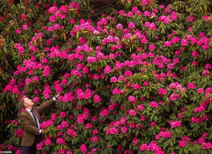 En gran Bretaña, los rododendros bloom y es increíblemente hermoso