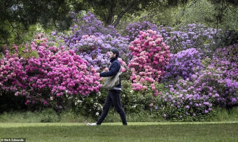 En gran Bretaña, los rododendros bloom y es increíblemente hermoso