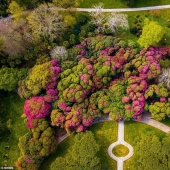 En gran Bretaña, los rododendros bloom y es increíblemente hermoso
