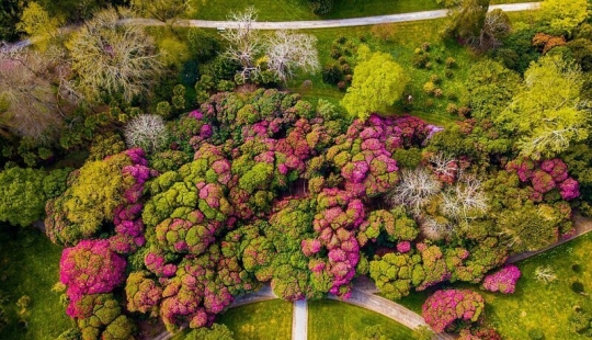 En gran Bretaña, los rododendros bloom y es increíblemente hermoso