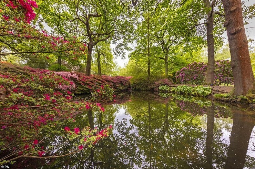 En gran Bretaña, los rododendros bloom y es increíblemente hermoso