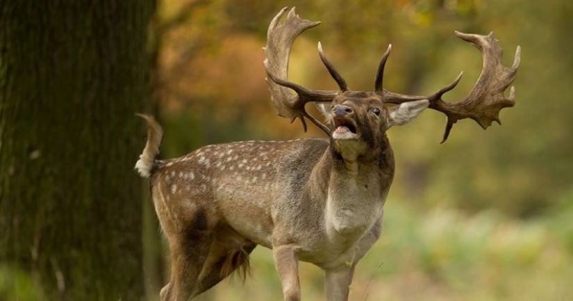 En los EE.UU., un ciervo mató a un cazador que le disparó con una flecha el día anterior