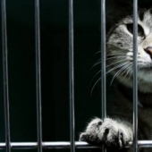 En una prisión panameña, un mensajero de drogas con patas fue capturado