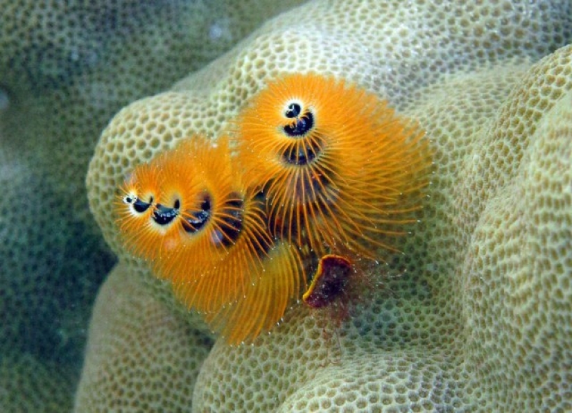 Esta criatura marina se parece mucho a un árbol de Navidad.