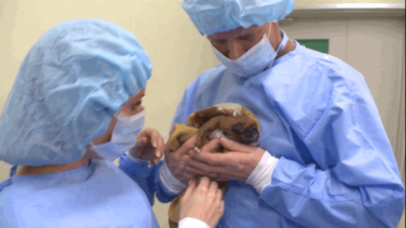 Esta pareja reproducido con éxito su perro después de su muerte