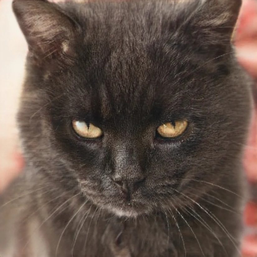 Este gato no existe! Las redes neuronales crean fotos de gatos falsos