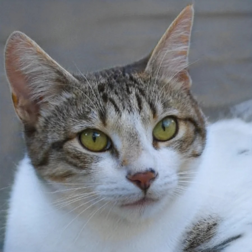Este gato no existe! Las redes neuronales crean fotos de gatos falsos