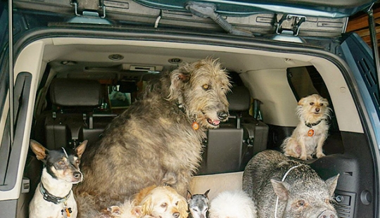 Este hombre albergaba animales viejos y enfermos