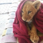Este león no puede dormir sin mi manta