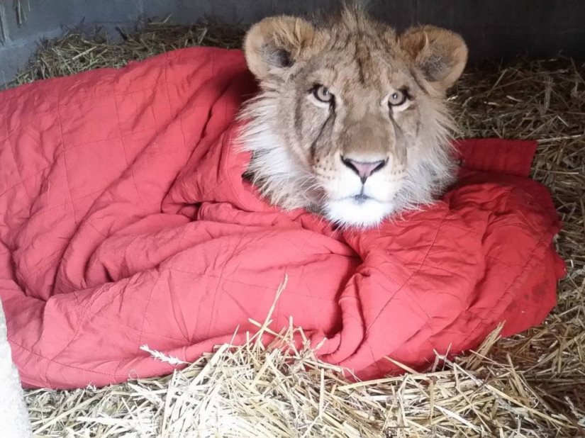 Este león no puede dormir sin mi manta