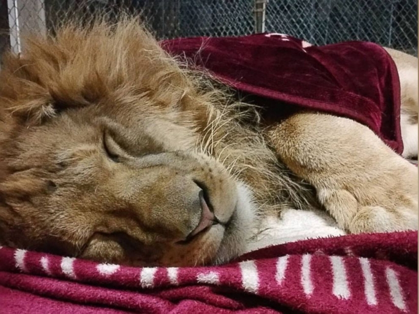 Este león no puede dormir sin mi manta