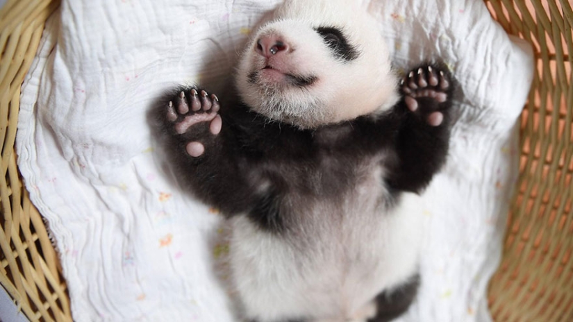 ¡Estos bebés panda te harán morir de emoción!