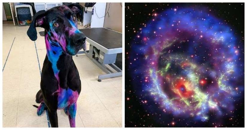 Etérea belleza: una chica de la pintura de mi perro para que él ve como una galaxia