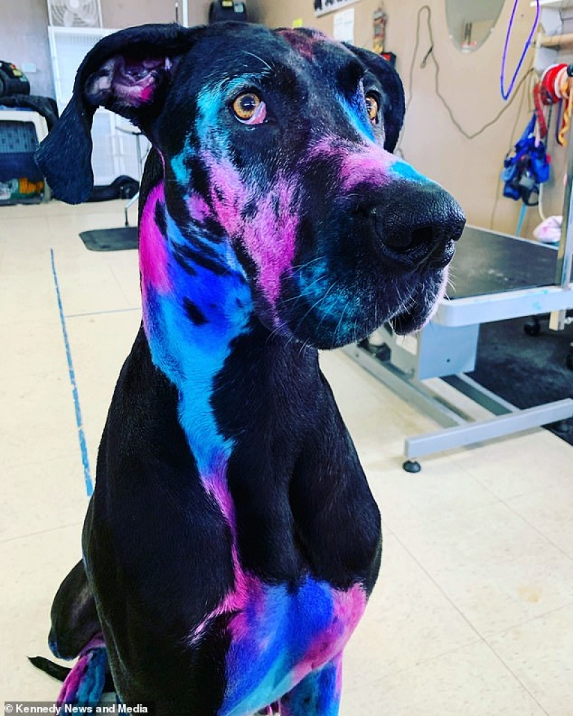 Ethereal beauty: a girl paint my dog so that he looks like a galaxy