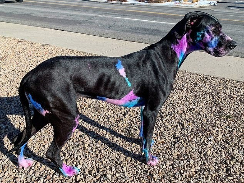 Ethereal beauty: a girl paint my dog so that he looks like a galaxy