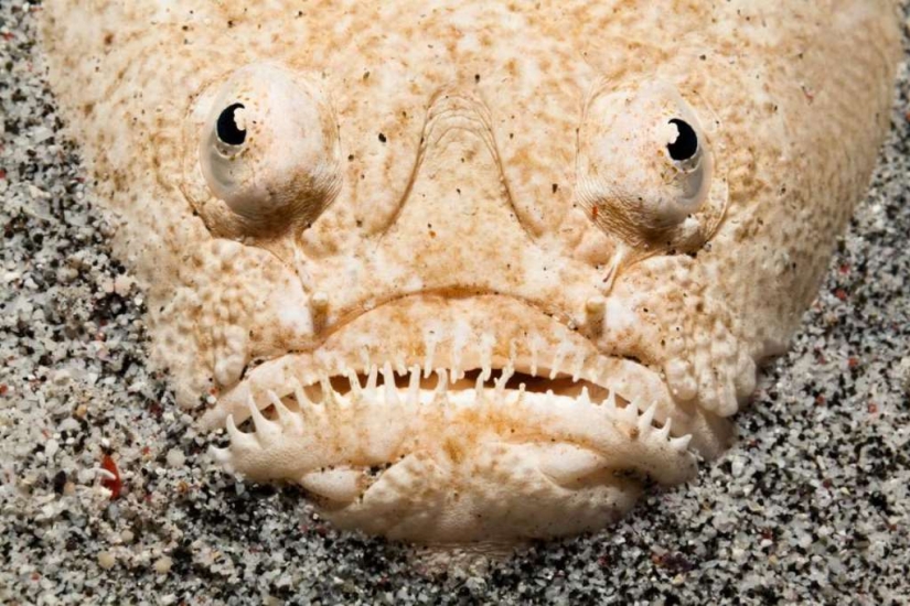 Evil slips under the water. The most terrible sea creatures