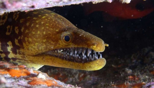 Evil slips under the water. The most terrible sea creatures